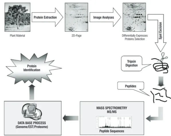 figure 2. Stages of plant proteomics, using interface two-dimensional electrophoresis (2D-PAGe) and mass spectrometry (mS).