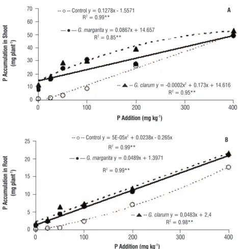 figure 4. P accumulation in shoot (A) and root (B) of physic nut plants due to the inoculation of arbuscular mycorrhizal fungi at different P levels