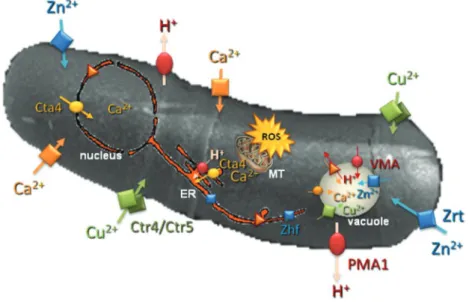 figure 3. Schematic representation of some ion transporters and channels on the fission yeast Schizosaccharomyces pombe scanning microscopic image and the  main cell compartments involved in Ca 2+  and rOS signaling