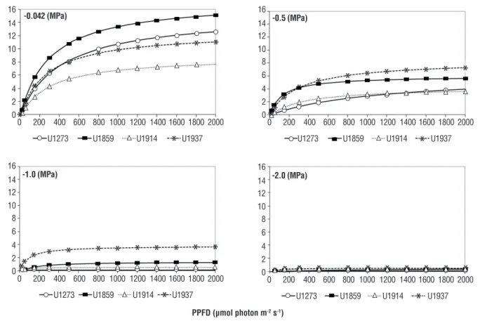 Figure 2.  Photosynthetic response of OxG hybrids to the photosynthetic photon ﬂux density (PPFD) subjected to different soil water  potentials for two months