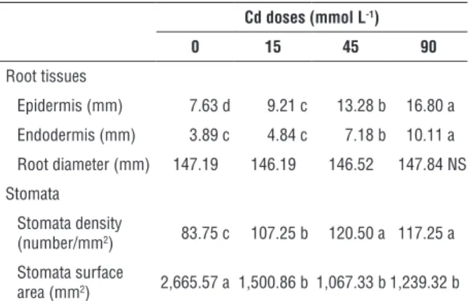 Table 3. Anatomical characteristics of 60-day-old Pfaffia  glomerata plants cultivated during 20 days in nutritive solution  containing 0, 15, 45, and 90 µmol Cd L -1 