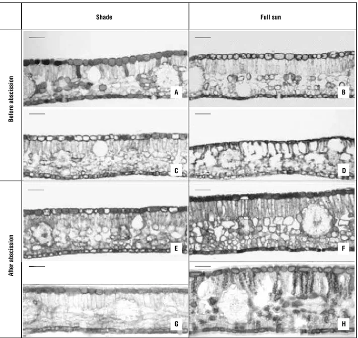 Figure 3.  Cross-section of C. echinata leaflets grown under shade (left column) and exposed to full sun (right column)