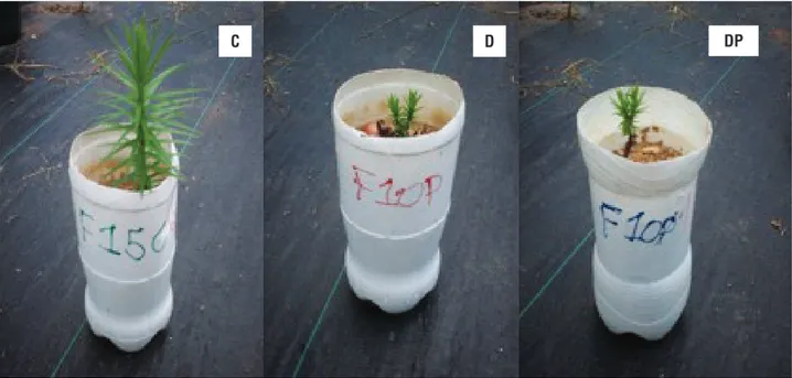 Figure 1. From left to right, the general aspect of a representative plant from the control (C), damaged (D) and damaged and disconnected  from the seed (DP) groups