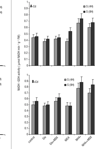 Figure 4. Effect of cadmium on the activity of glutamine synthetase  (GS) in shoot tissue of tomato plants, which were treated or not  treated with MSX (GS inhibitor)