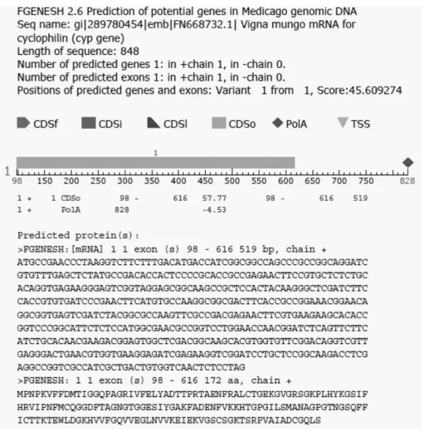 Figure 1. Nucleotide and deduced amino acid sequence of a cDNA encoding Vigna mungo cyclophilin protein by the National Center  for Biotechnology Information (NCBI), Basic Local Alignment Search Tool (BLAST) program
