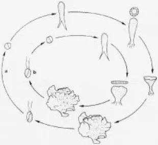 Figure 2. Life-history and development of the thallus of both species.