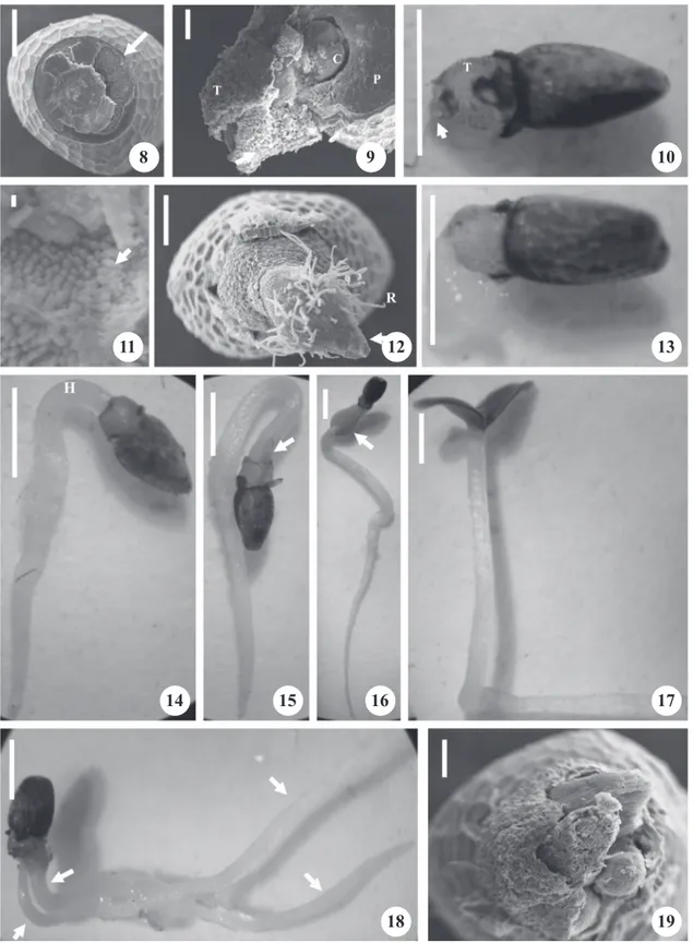 Figure 8-19. Electron scanning micrographs (8, 9, 11, 12 and 19) and stereo-micrographs (10, 13, 14-18) of the germination  process of Piper aduncum