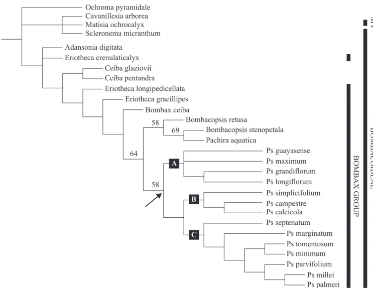 Figure 10. Strict consensus tree of the nine most parsimonious trees when considering 10 characters as ordered