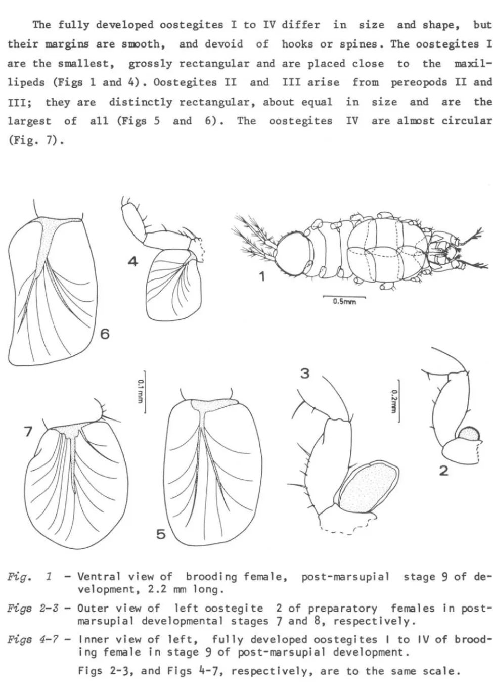 Figs  2-3  - Outer  view  of  left  oostegite  2  of  preparatory  females  in  post- post-marsupial  developrnental  stages  7  and  8,  respectively