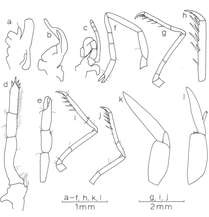 Fig.  5.  Toze.wna  .6eJrJta.,tum  A.  Milne  Edwards,  female  from  R/V  &#34;Prof.  W