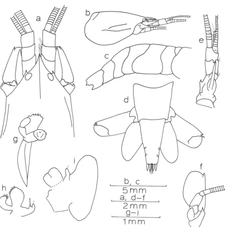 Fig.  1.  Salmone.u..6  oJttmann&#34;t  (Rankin),  ovigerous  specimen  from  Cananéia  (MZUSP  29): 