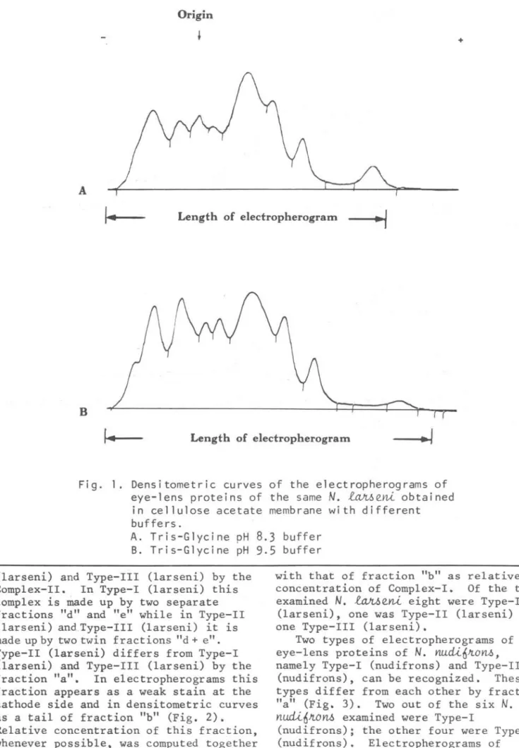 Fig.  1.  Densitometric  curves  of  the  electropherograms  of  eye-lens  proteins  of  the  same  N