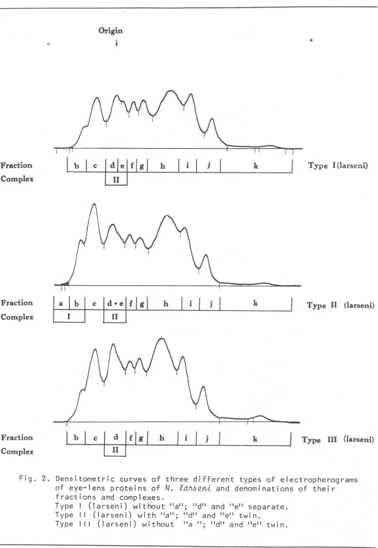 Fig.  2.  Densitometriç  curves  of  three  different  types  of  electropherograms  of  eye-lens  proteins  of  N