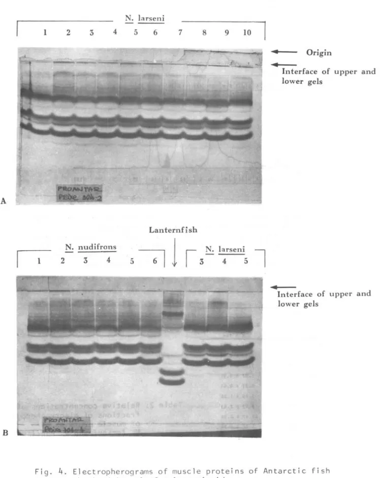 Fig.  4.  Electropherograms  of  muscle  proteins  of  Antarctic  fish  obtained  in  gel  of  polyacrylamide