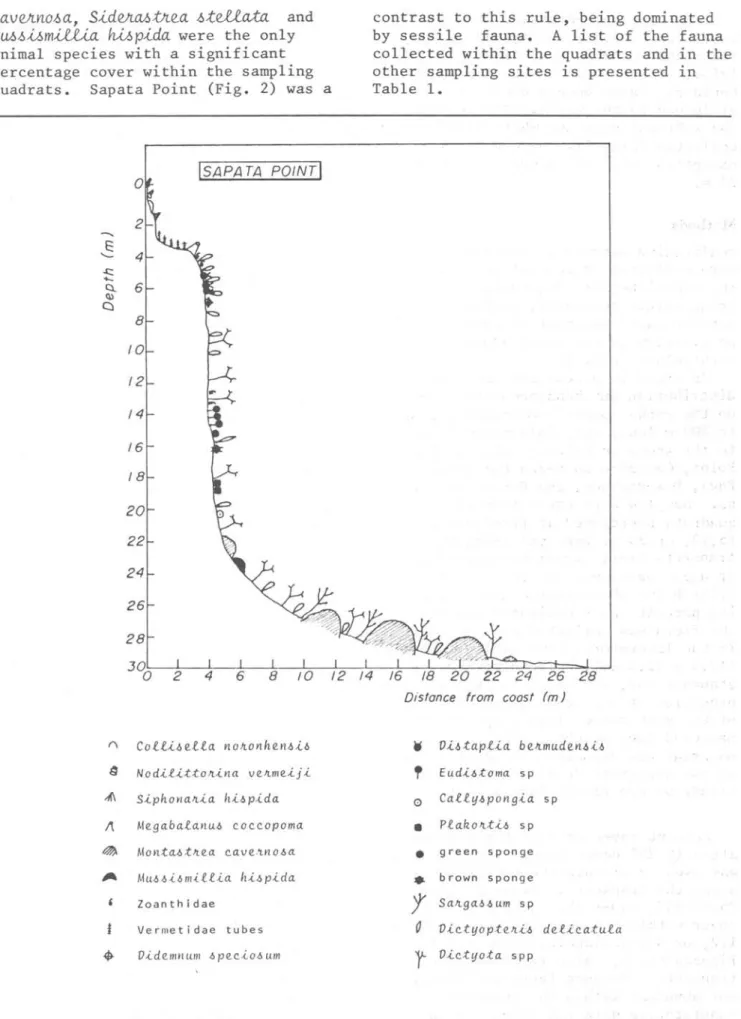 Fig.  2.  Vertical  distribution  of  the  sessile . animals  and  of  the  main  algae  present  along  the  Sapata  Point  transect 
