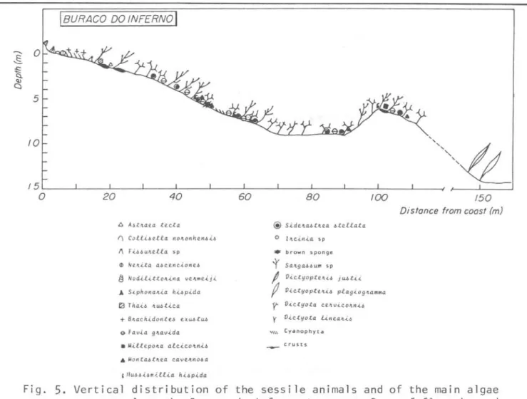 Fig.  5.  Vertical  distribution  of  the  sessile  animaIs  and  of  the  main  algae  present  along  the  Buraco  do  Inferno  transect