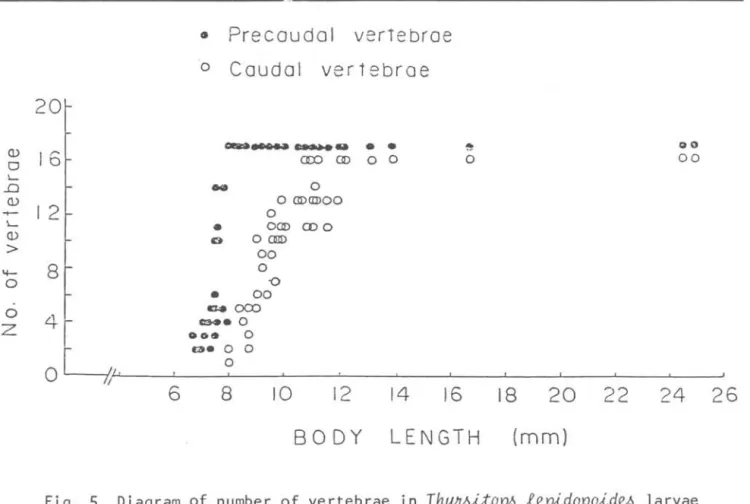 Fig.  5.  Diagram  of  number  of  vertebrae  in  Thy~itop~  lepidopoid~  larvae  between  6  and  26  mm  length