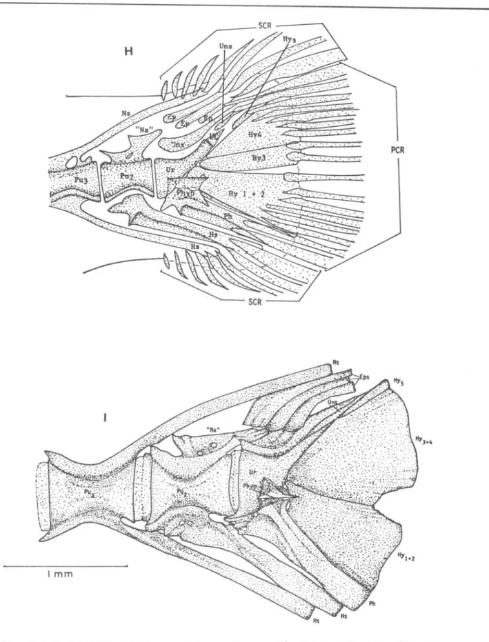 Fig.  7.  Development  of  the  caudal  complex  in  Thy~~op~  {epidopoid~  larvae. 
