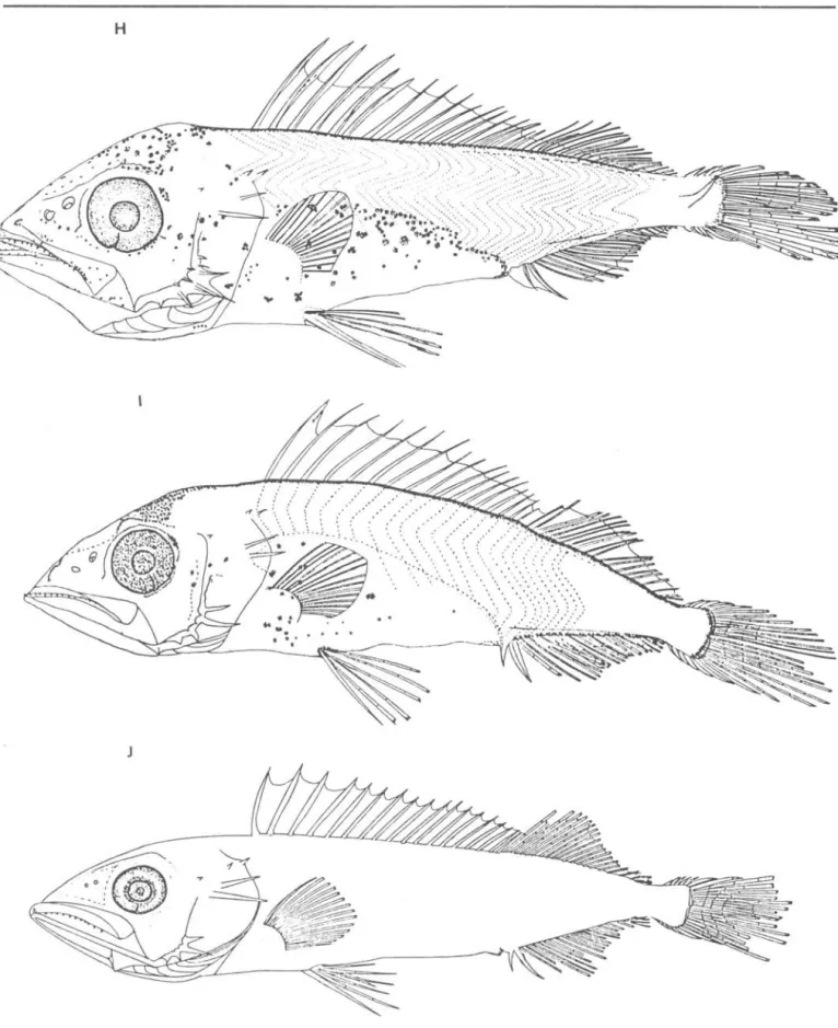 Fig.  1.  Development  of  larvae  of  Th~~top~  tep~dopoid~  collected  from  southern  Brazil