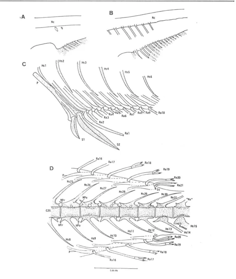 Fig.  4.  A,  B  and  C  show  development  of  the  anterior  part  of  the  anal  fin  and  supporting  bones  and  D shows  the  posterior  part  of  the  anal  and  dorsal  fin  and  a  part  of  the  vertebral  column