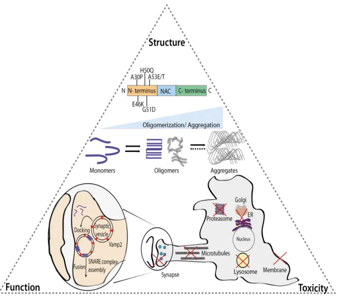 Figure  2.  α-Syn:  structure,  function  and  toxicity.  α-Syn  is  an  intrinsically  disordered  protein  with  6  PD-related  point  mutations  described  so  far