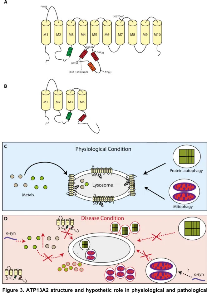 Figure 3. ATP13A2 structure and hypothetic role in physiological and pathological  conditions