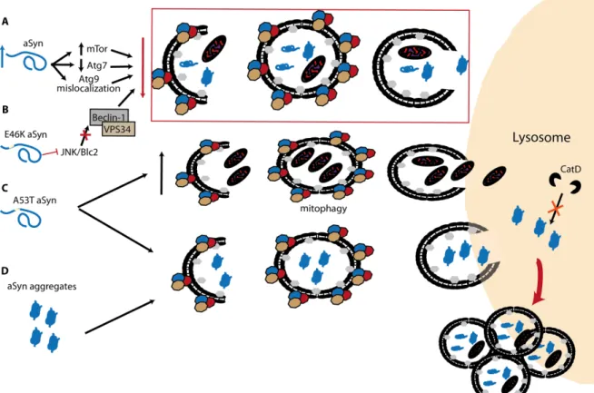 Figure  5.  The  interplay  between  α-Syn  and  macroautophagy.  A) Accumulation of α- α-Syn  can  increase  mTor,  decrease  Atg7  levels  and  promote  mislocalization  of  Atg9  that,  individually  or  combined,  can  alter  the  delicate  homeostasis