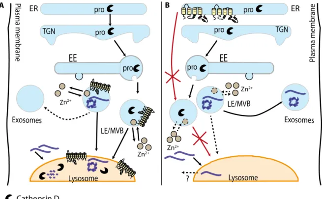 Figure 6. The hypothetical interplay between ATP13A2, Zn 2+  and α-Syn. A) In normal  conditions  CatD  is  processed  via  the  TGN  and  delivered  to  the  lysosome  via  the  endosomal  pathway