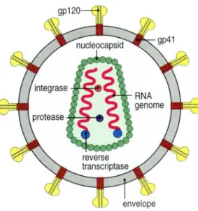 Figure I.1 – Simplified representation of the HIV-1. The reverse transcriptase, integrase, and  viral protease enzymes are packed in the viral capsid (in reality, many molecules of these  enzymes are contained in each virion)