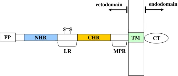 Figure I.3 – Schematic view of gp41 showing the location of the fusion peptide (FP), the N-  and C-terminal heptad repeat regions (NHR and CHR), the loop region (LR), the membrane  proximal region (MPR), the transmembrane domain (TM) and the cytoplasm tail