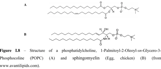 Figure I.8 – Structure of a phosphatidylcholine, 1-Palmitoyl-2-Oleoyl-sn-Glycero-3- 1-Palmitoyl-2-Oleoyl-sn-Glycero-3-Phosphocoline (POPC) (A) and  sphingomyelin  (Egg, chicken) (B) (from  www.avantilipids.com)