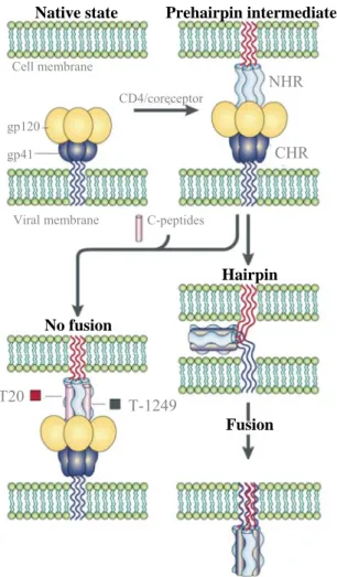 Figure II.2 – Mode of action of T20 and T-1249. Schematic of the most accepted mechanism  by which T20 and T-1249 inhibit viral entry into target cells