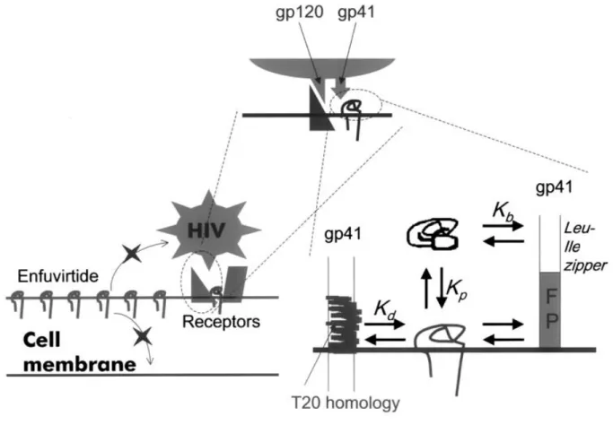 Figure 4 Schematic representation of enfuvirtide action at the molecular level
