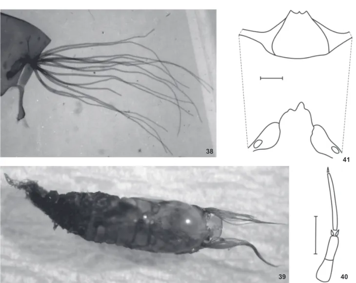 Figure 38-41. Immatures of L. pernigrum: (38-39 pupa) (38) gill; (39) pupa and cocoon