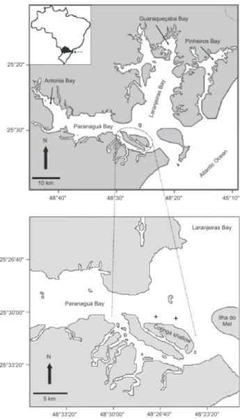 Figure 1. Map of the estuarine complex of Paranaguá, state of Paraná. The study area and the sampling sites are indicated in the detailed map.