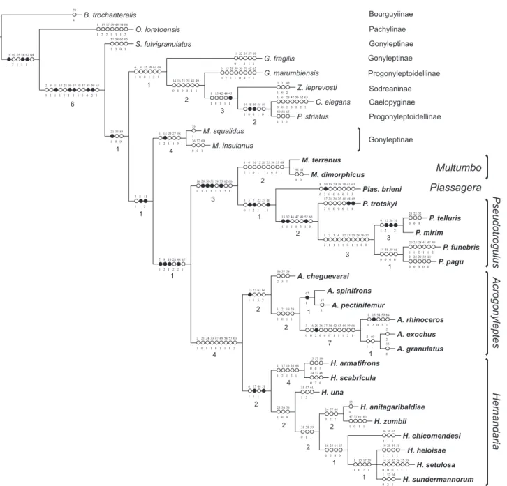 Figure 1. Strict consensus (L = 278; ci = .34; ri = .68) of two most parsimonious trees (L = 277; ci = .35; ri = .68) representing the phylogenetic relationships of the Hernandariinae