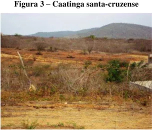 Figura 3 – Caatinga santa-cruzense 