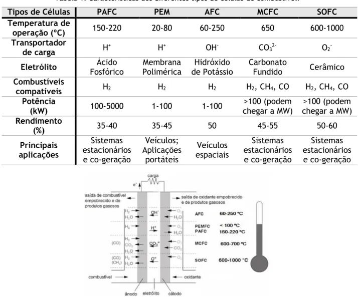 Figura 2. Princípios básicos e reações ocorridas em cada tipo de célula (Barros, 2014)