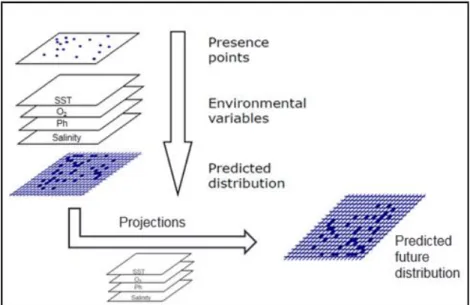 Fig. 7 Ecological niche models for climate change projections schematic. 