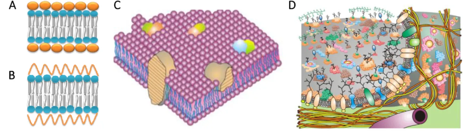Figure 2 - Evolution of membrane models.   