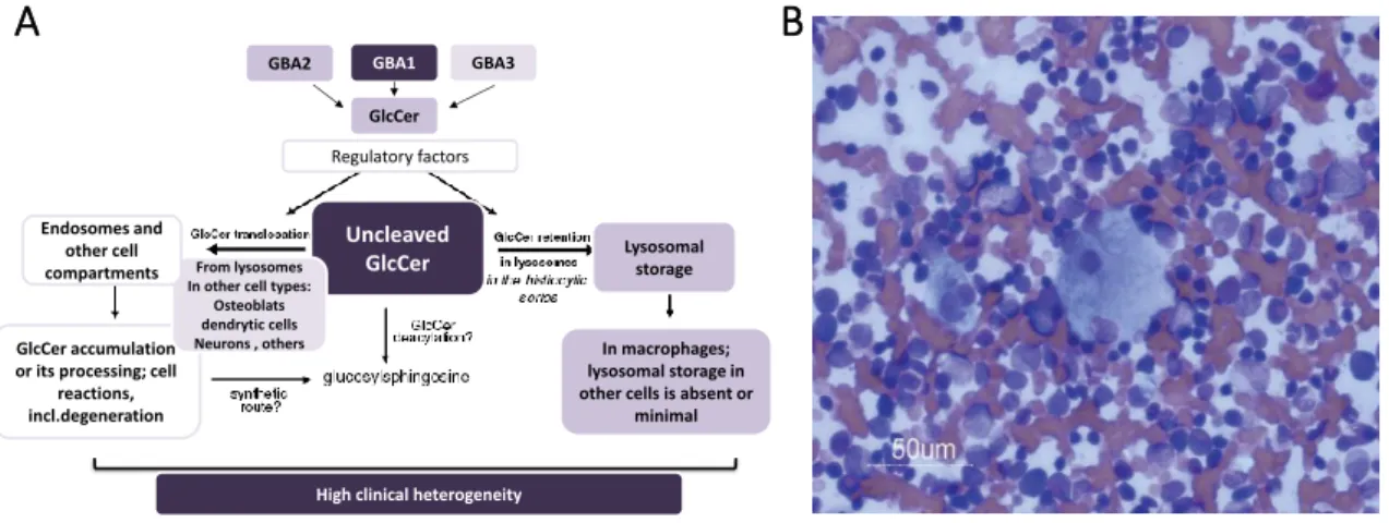 Figure 7 - Biological outcome of GlcCer abnormal accumulation in the cell