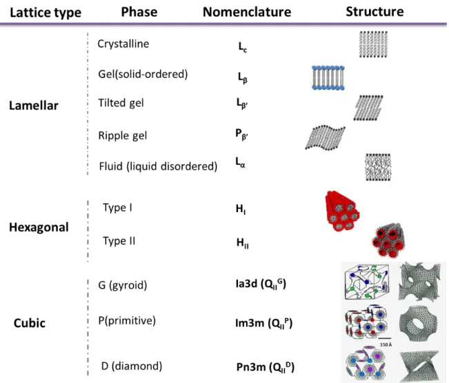 Figure 8 - Nomenclature and schematic representa tion of some lyotropic phases. 
