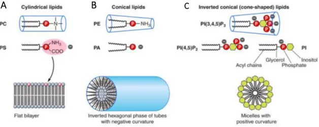 Figure 12 - Membrane induced-curvature by lipids  