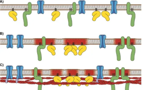 Figure 15 - Evolution of the concept of raft  domains and membrane organization 