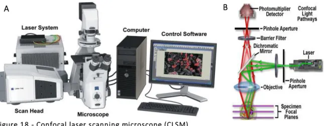 Figure 18 - Confocal laser scanning microscope (CLSM)  