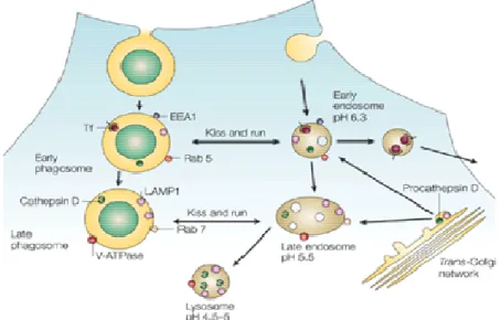 Figure 1. Phagolysosome biogenesis 