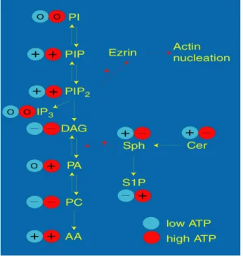 Figure 2. Effect of lipids in actin nucleation by LBP 
