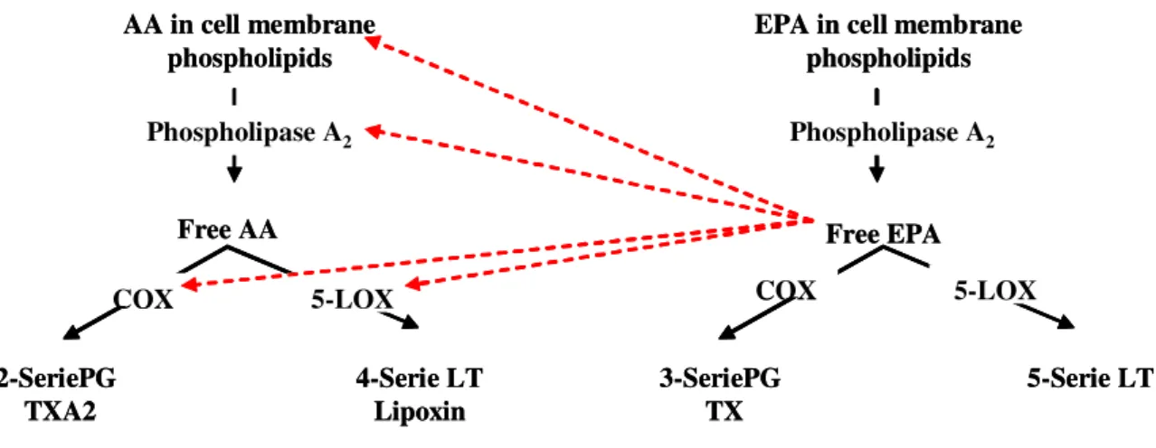 Figure 3: Synthesis of eicosanoids from AA and EPA 