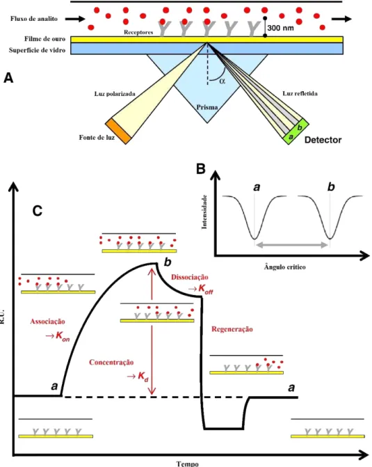 Figura 1.5: Esquema geral do funcionamento de um sistema de SPR. (A) mecanismo de funcionamento de  SPR, (B) ângulo crítico formado pela luz refletida e (C) sensograma mostrando as etapas de interação