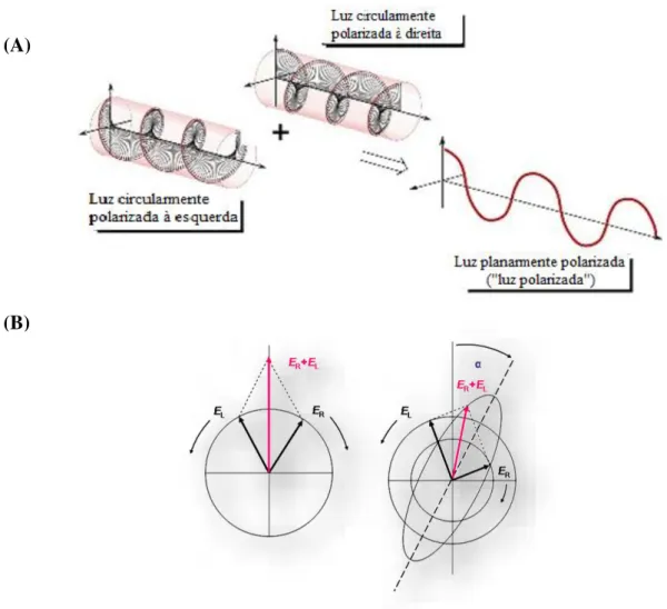 Figura 1.9: Esquema de formação do efeito de dicroísmo circular. (A) e (B, esquerda, de forma frontal) luz  planarmente polarizada pode ser vista como  uma superposição das luzes circularmente polarizadas opostas de  igual amplitude e fase